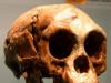 В индонезии обнаружены останки предка 
