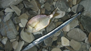 Photo of Рыбалка на Черном море